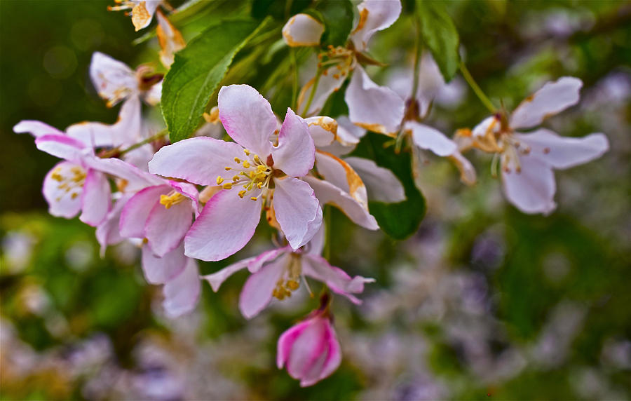 2015 Spring at the Gardens White Crabapple Blossoms 1 Photograph by ...