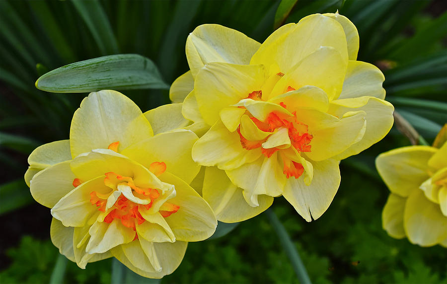 2015 Spring at the Gardens Tango Daffodil Photograph by Janis Senungetuk