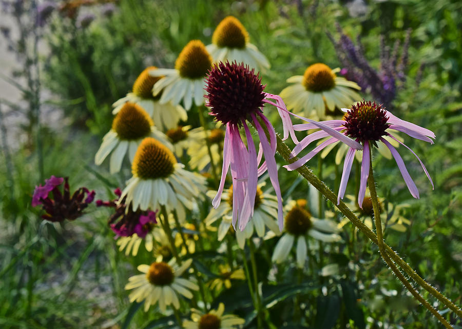 2015 Summer at the Garden Coneflowers Photograph by Janis Senungetuk