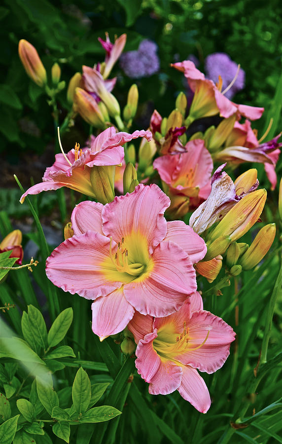 2015 Summer at the Garden Daylilies 1 Photograph by Janis Senungetuk