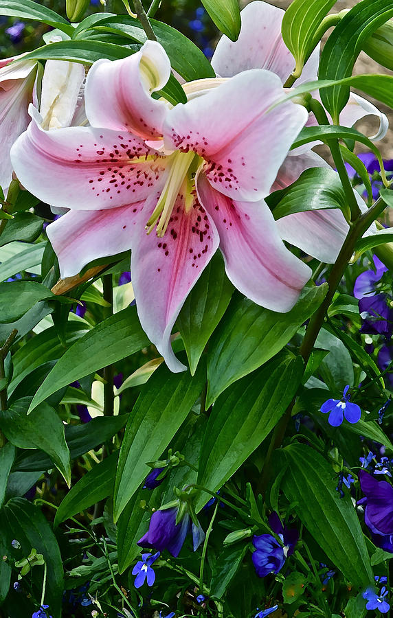2015 Summer at the Garden Event Garden Lily 3 Photograph by Janis Senungetuk