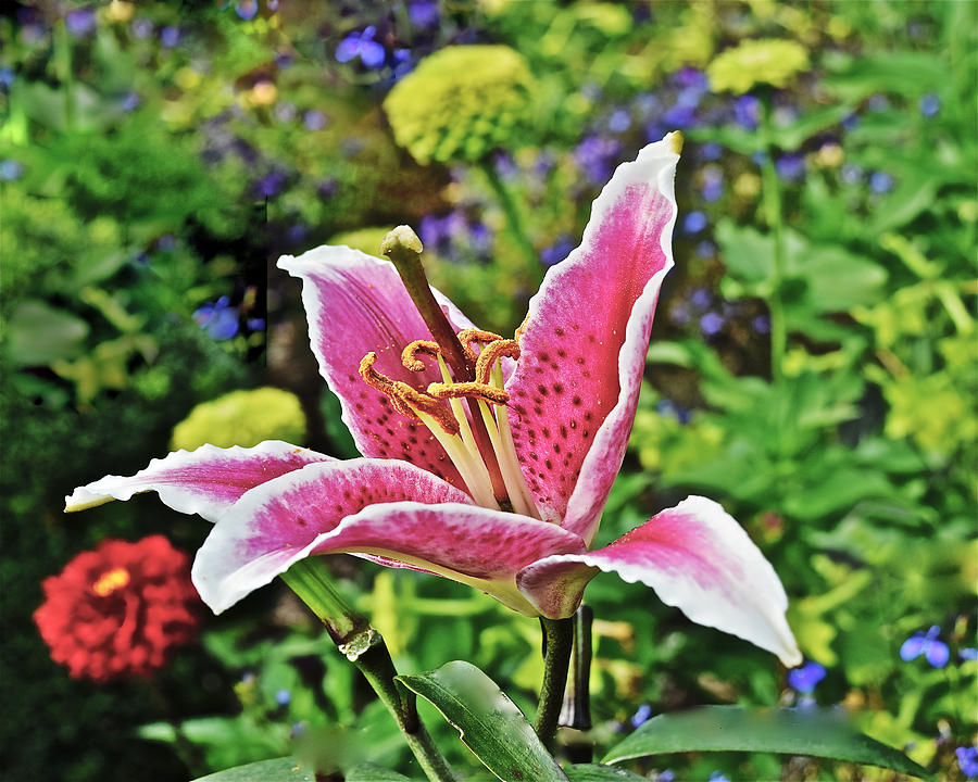 2015 Summer at the Garden Late August Event Garden Last Lily Photograph by Janis Senungetuk