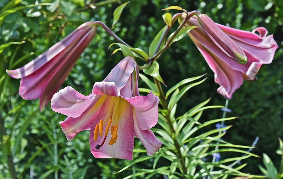 2015 Summer at the Garden Lilies in the Rose Garden 2 Photograph by Janis Senungetuk