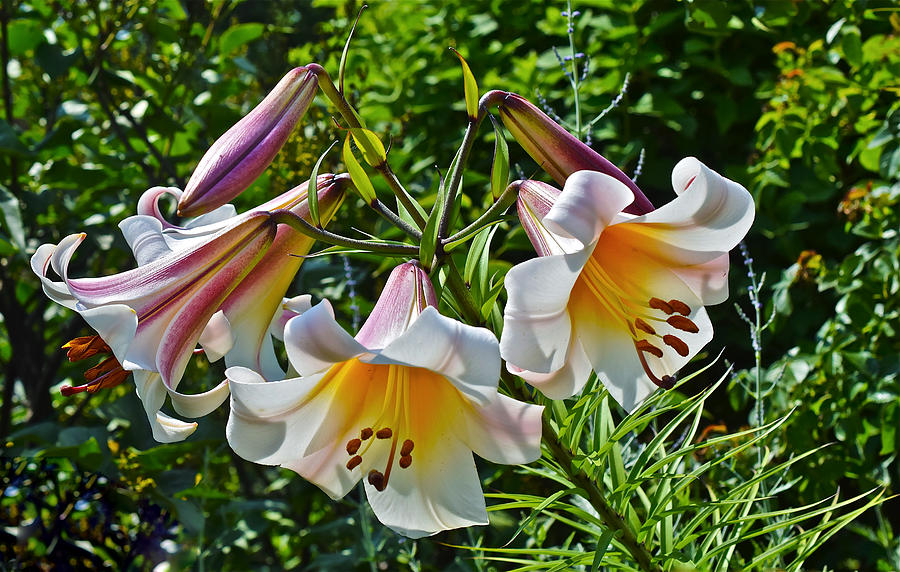 2015 Summer at the Garden Lilies in the Rose Garden 1 Photograph by Janis Senungetuk