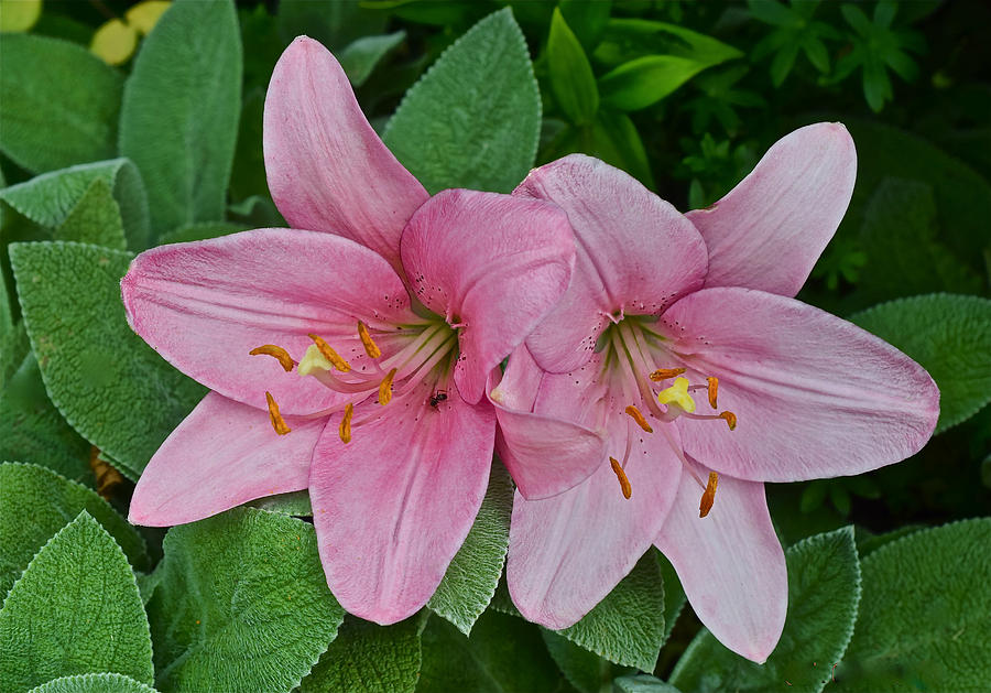 2015 Summer at the Garden Pink Lilies 1 Photograph by Janis Senungetuk
