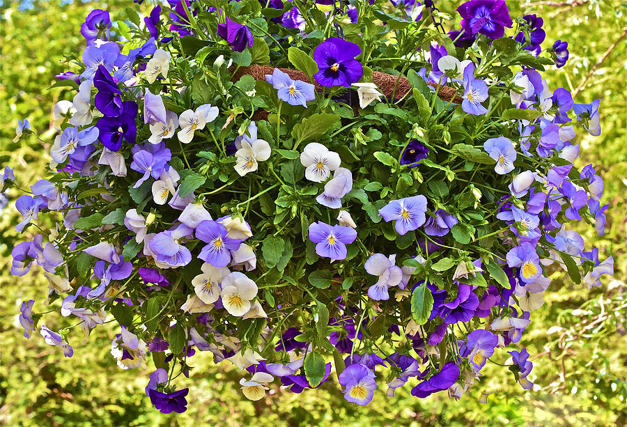 2015 Summers Eve at the Garden Pansy Basket Photograph by Janis Senungetuk