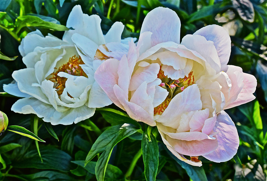 2015 Summers Eve at the Garden White Peony Duo Photograph by Janis Senungetuk