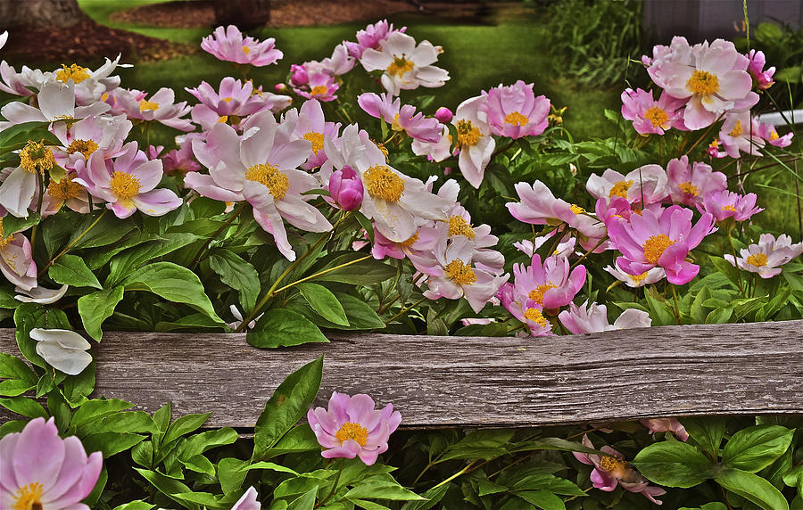 2015 Summers Eve Front Yard Peonies 1 Photograph by Janis Senungetuk