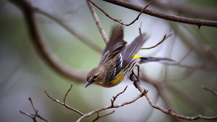2015 - Yellow-rumped Warbler Photograph by Travis Truelove