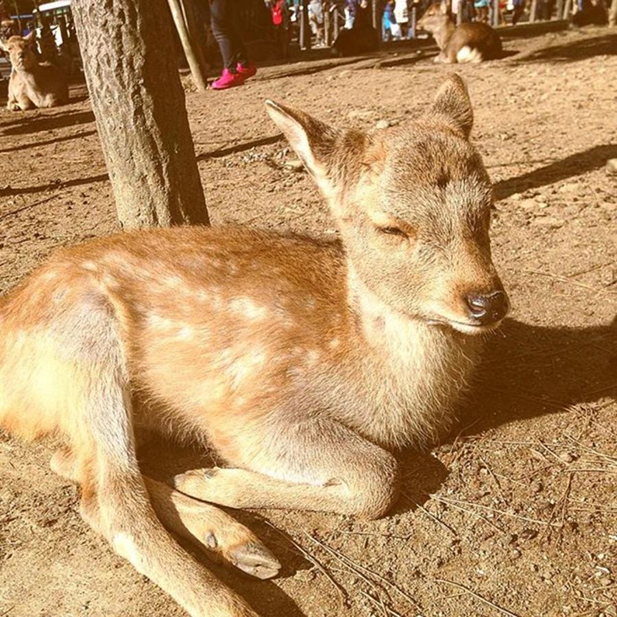 2015.12.29 11:58 Deer In Nara Peak #20151229 Photograph by Daiki Sumida
