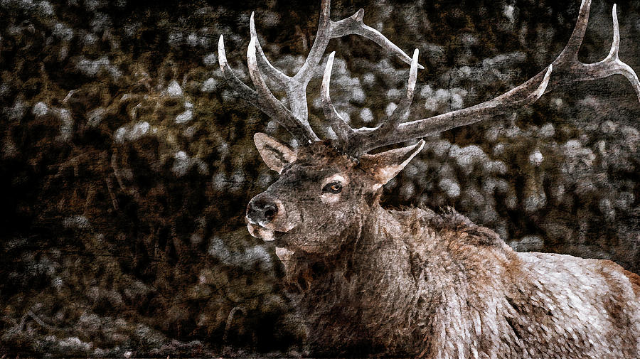 Elk Photograph - 2016 Art Series #24 by Garett Gabriel Elk Photograph - 2016 Art Series #24 by Garett Gabriel
