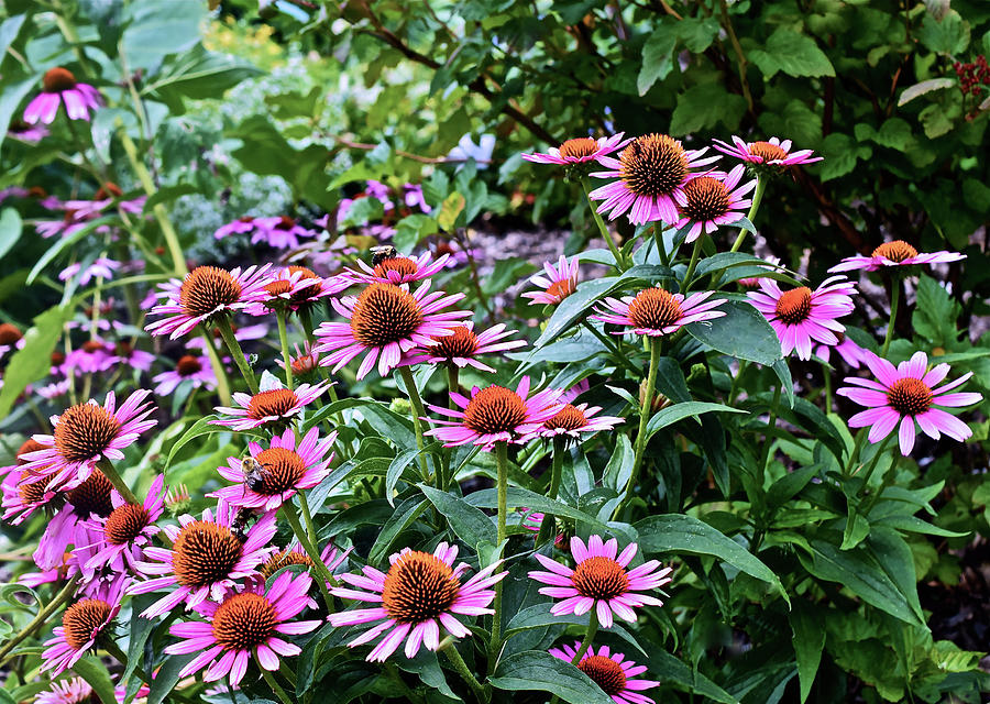 2016 August at the Garden Pink Coneflowers Photograph by Janis Senungetuk