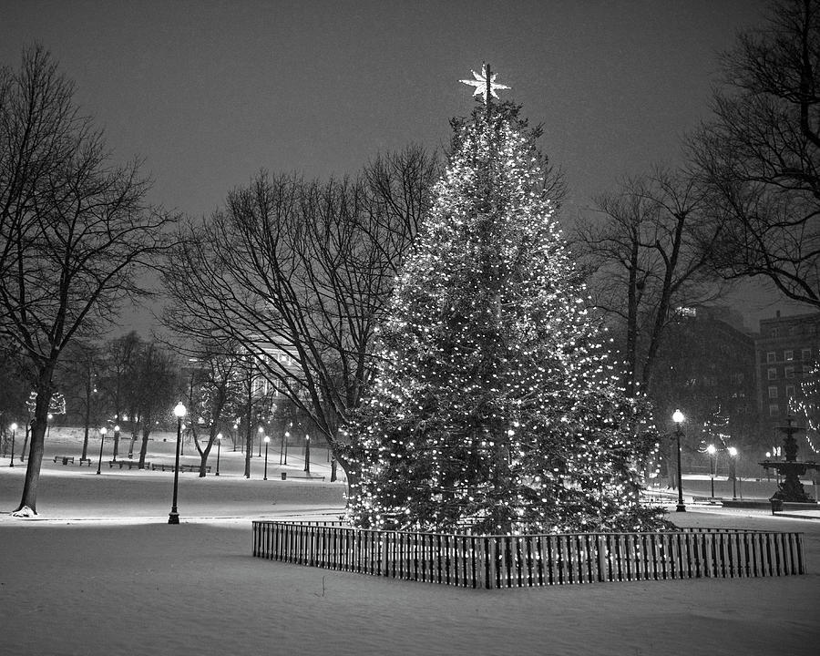 2016 Boston Common Christmas Tree Boston MA Snowstorm Black and White Photograph by Toby McGuire