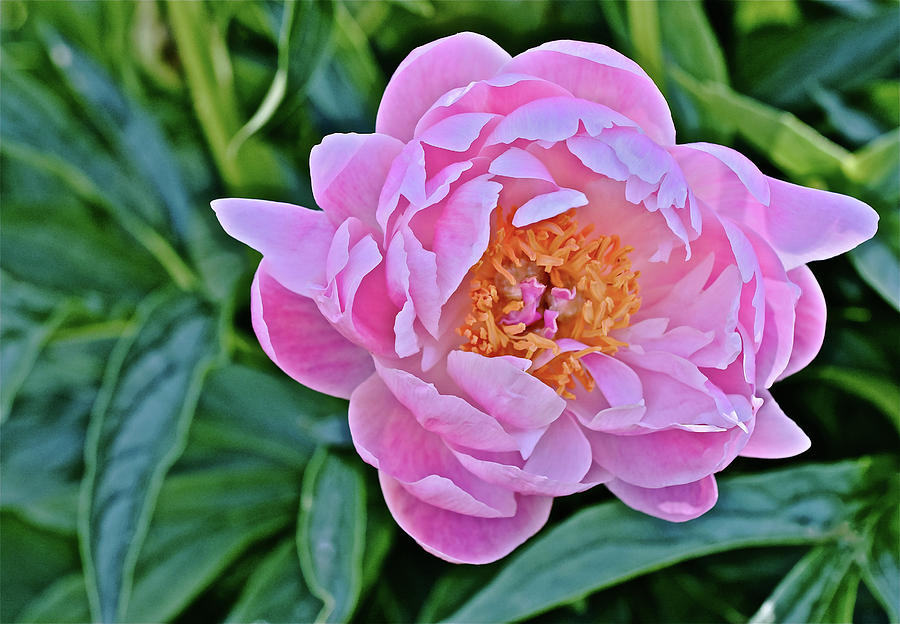 2016 Early June Abalone Pearl Peony 2 Photograph by Janis Senungetuk