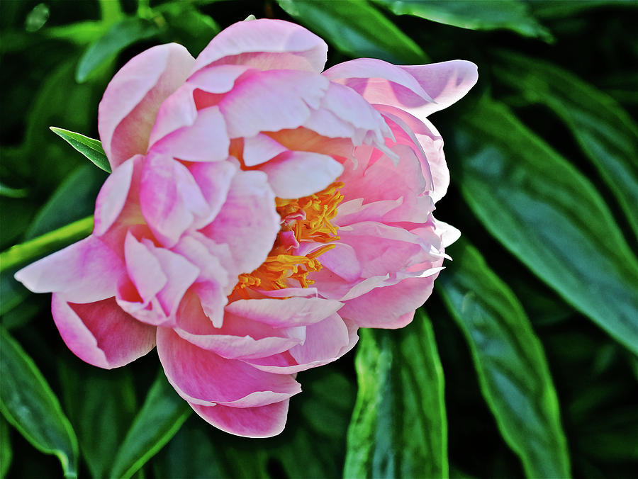 2016 Early June Abalone Pearl Peony 3 Photograph by Janis Senungetuk