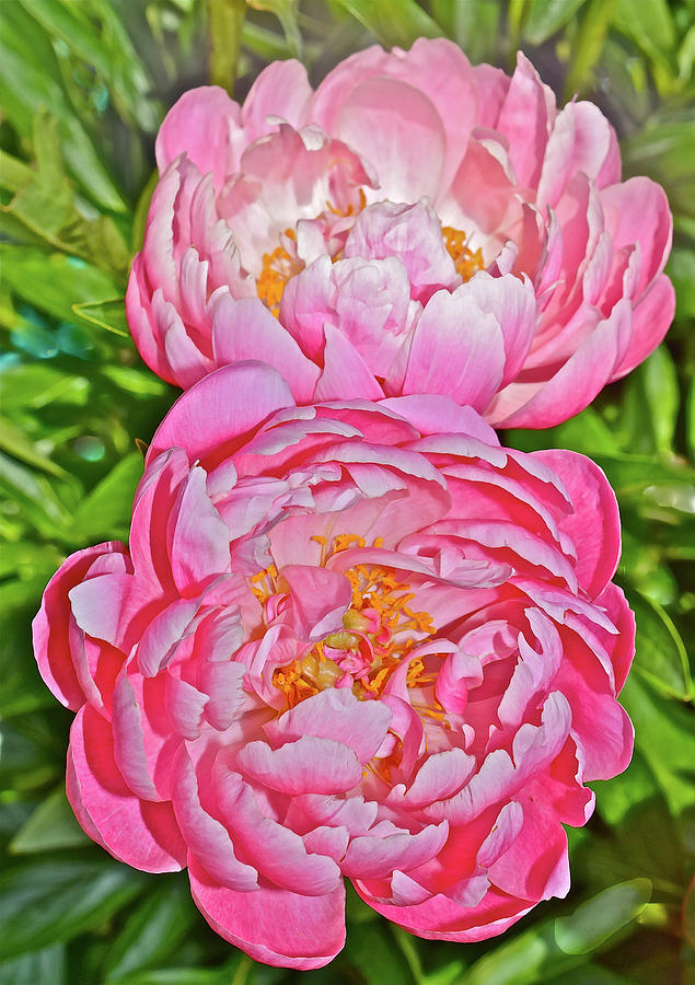 2016 Early June Coral Supreme Peonies Photograph by Janis Senungetuk