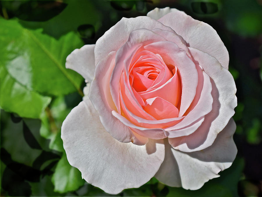 2016 Early June Johann Strauss Floribunda Rose Photograph by Janis Senungetuk