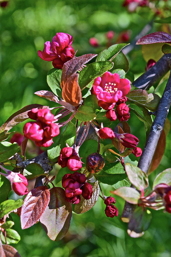 2016 Early May Meadow Garden Crabapple Photograph by Janis Senungetuk