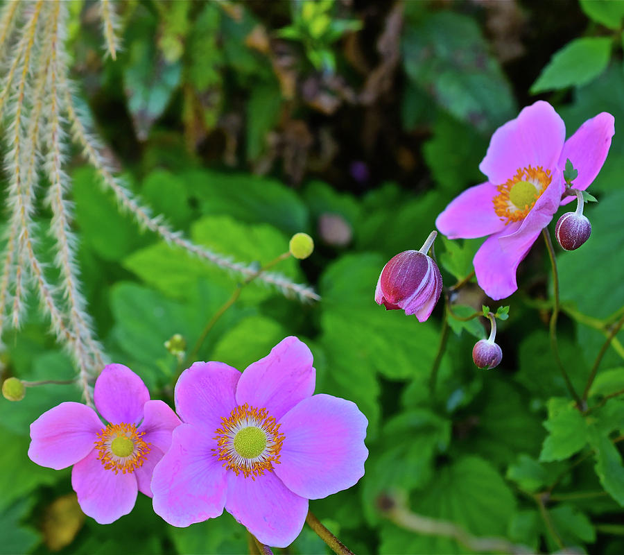 2016 Early October Garden Anemone Photograph by Janis Senungetuk