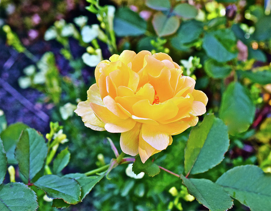 2016 Early October Yellow Rose Photograph by Janis Senungetuk