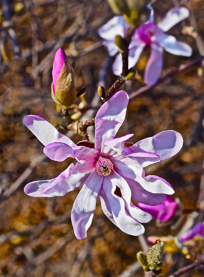 2016 Early Spring Loebner Magnolias 4 Photograph by Janis Senungetuk