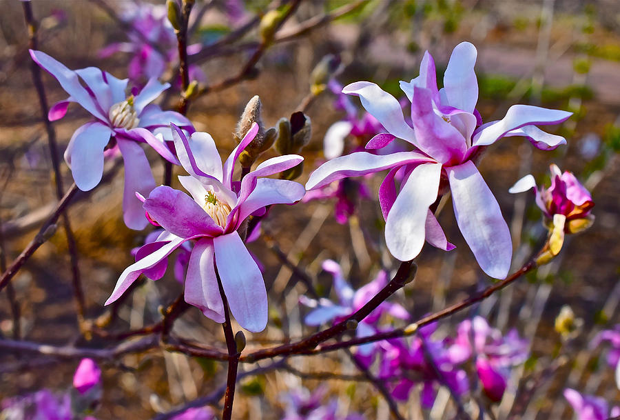 2016 Early Spring Loebner Magnolias 6 Photograph by Janis Senungetuk