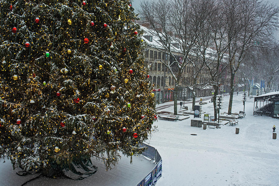 2016 Fanueil Hall Christmas Tree Boston Covered in Snow Boston Mass Photograph by Toby McGuire