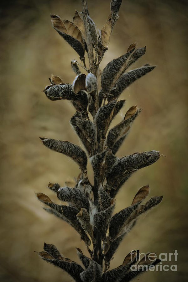 2016 Horicon Marsh - seed pods unfurled Photograph by Mary Machare