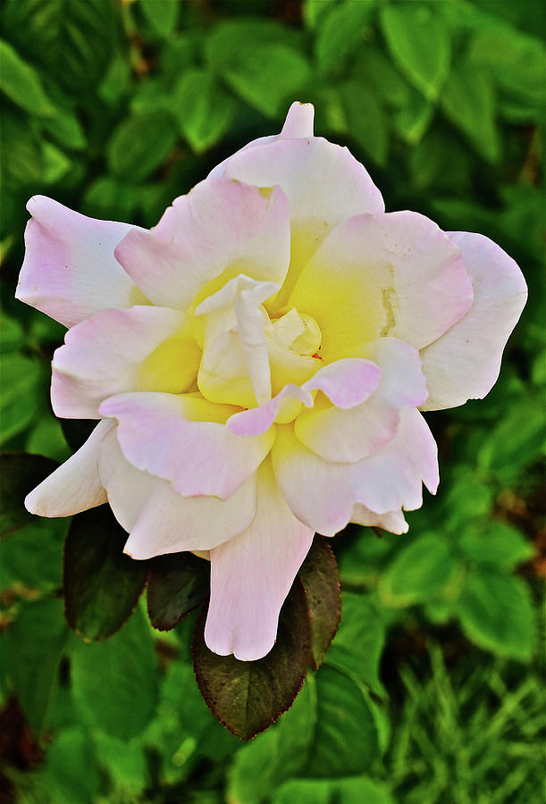 2016 July at the Garden Blushing Rose Photograph by Janis Senungetuk