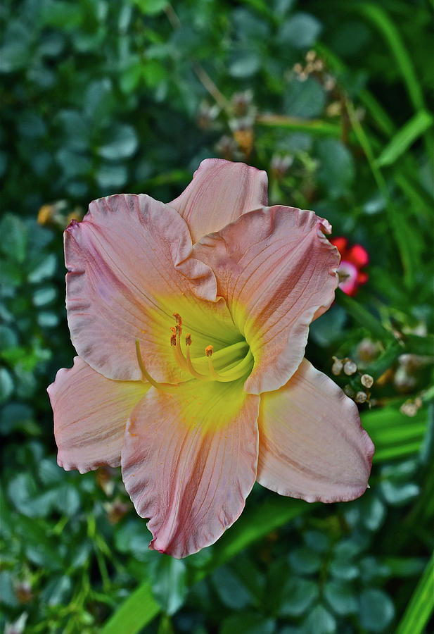 2016 July at the Garden Daylily Portrait Photograph by Janis Senungetuk