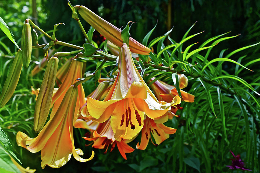 2016 July at the Garden Trumpet Lilies Photograph by Janis Senungetuk