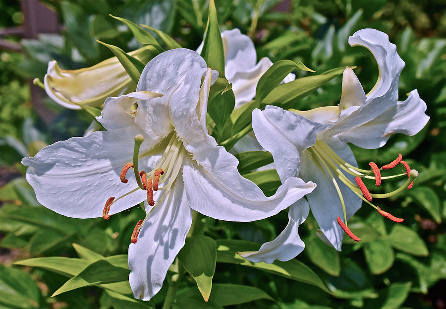 2016 July  at the Garden White Lilies Photograph by Janis Senungetuk