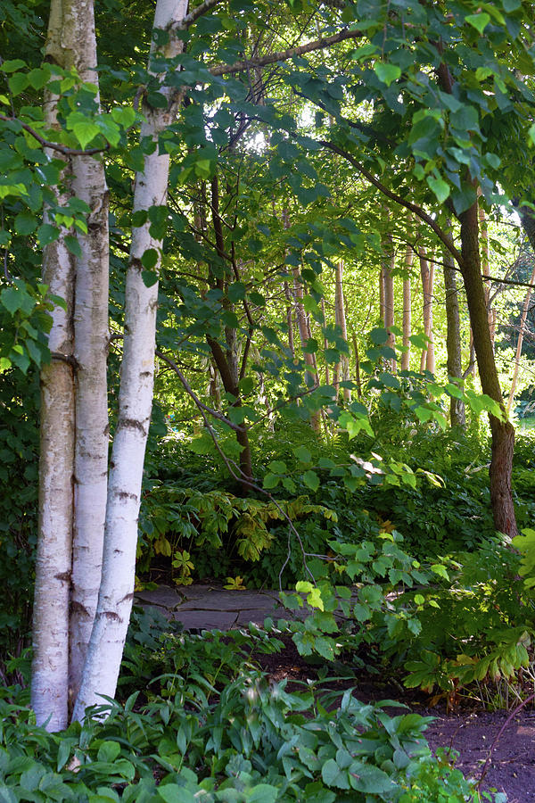 2016 July Garden Birch Trees Along the Path Photograph by Janis Senungetuk