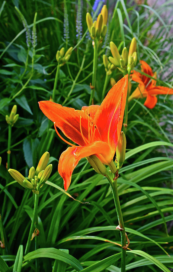 2016 July Garden Daylily Summer Afternoon Photograph by Janis Senungetuk