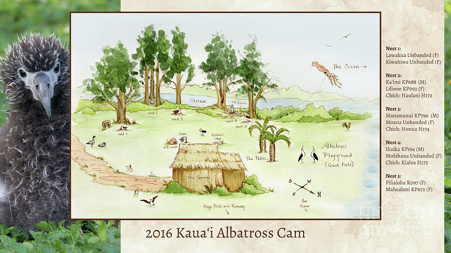 Albatross Digital Art - 2016 Kauai Albatross Cam Map by Elizabeth Smith Albatross Digital Art - 2016 Kauai Albatross Cam Map by Elizabeth Smith