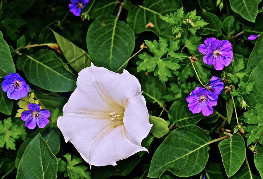 2016 Late August at the Garden Datura and Geraniums Photograph by Janis Senungetuk