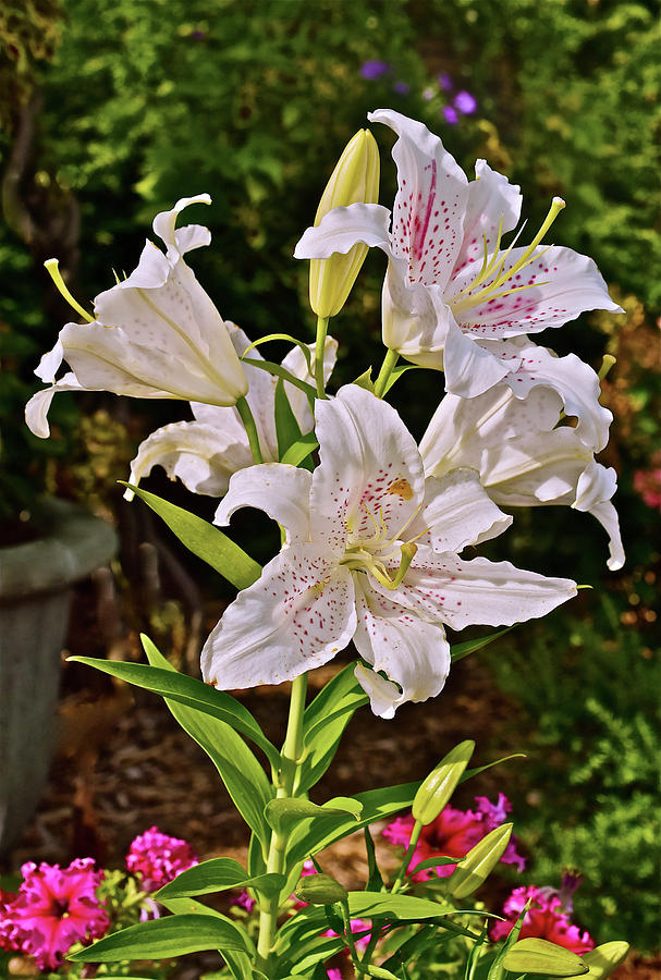 2016 Late August at the Garden Delightful White Lilies Photograph by Janis Senungetuk