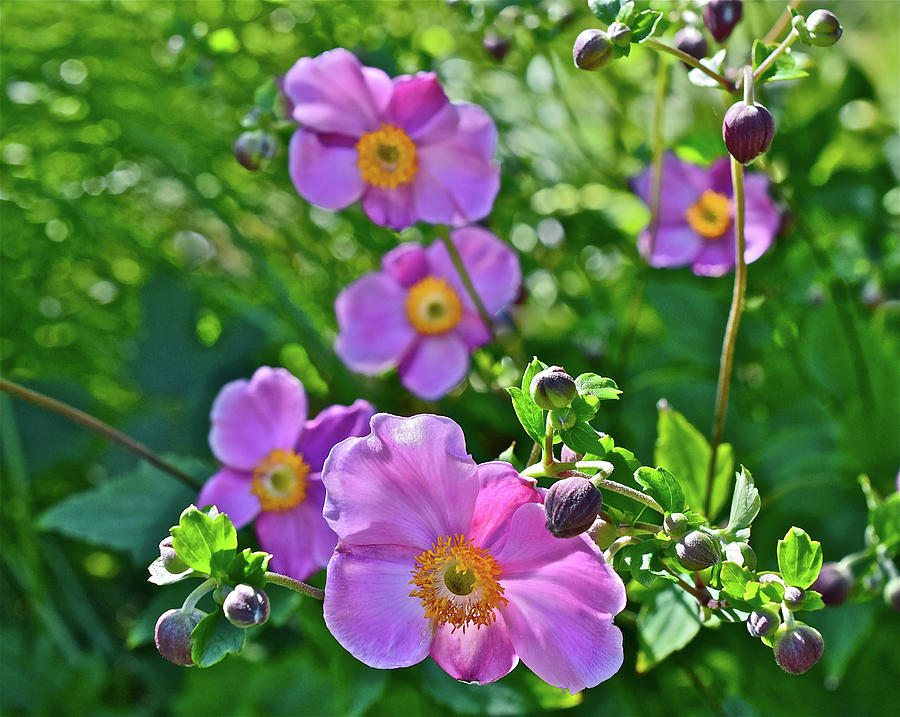 2016 Late August at the Garden September Charm Anemone Photograph by Janis Senungetuk