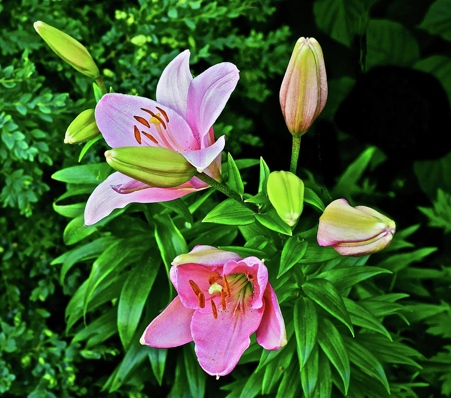 2016 Late June Pink Lilies 3 Photograph by Janis Senungetuk