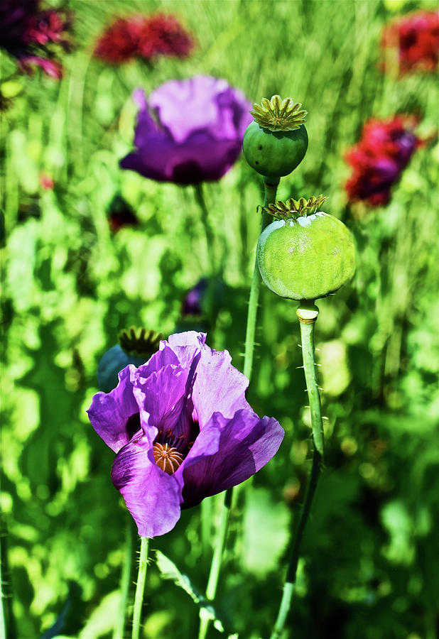 2016 Late June Poppies 2 Photograph by Janis Senungetuk