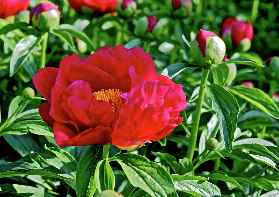 2016 Late May Ruby Slippers Peony Photograph by Janis Senungetuk