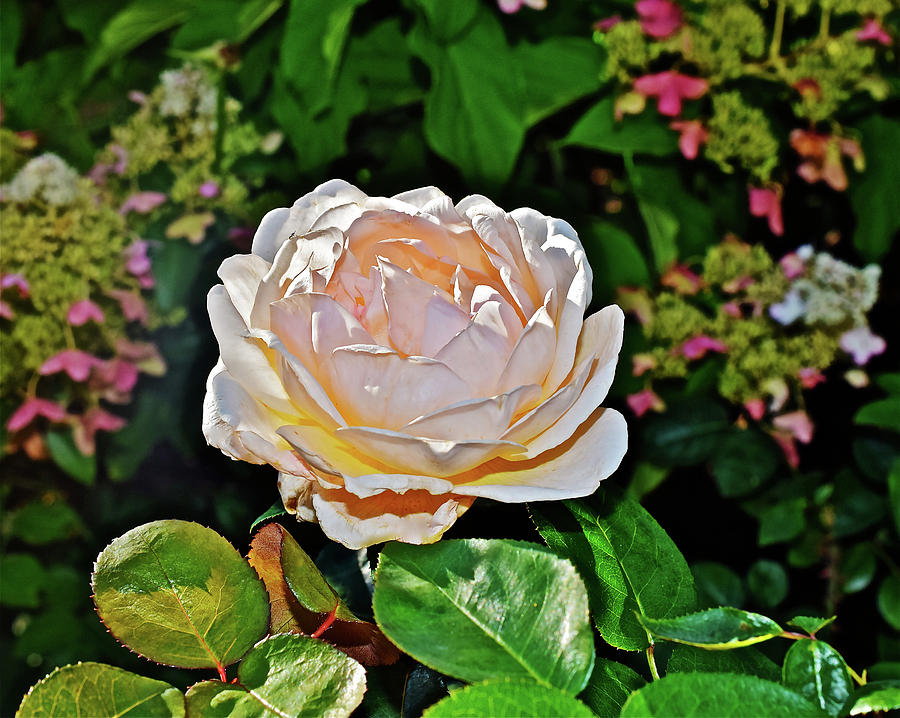 2016 Late September White Rose Photograph by Janis Senungetuk