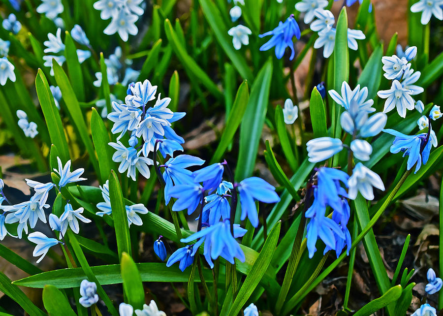 Siberian Squill and Striped Squill Photograph by Janis Senungetuk