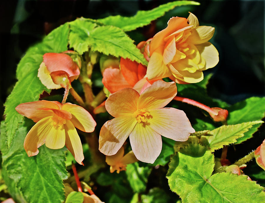 2016 Mid June Apricot Begonia 1 Photograph by Janis Senungetuk
