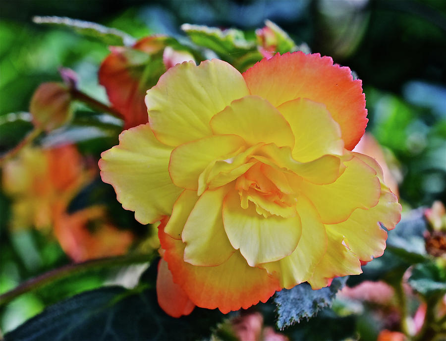 2016 Mid June Apricot Begonia 2 Photograph by Janis Senungetuk