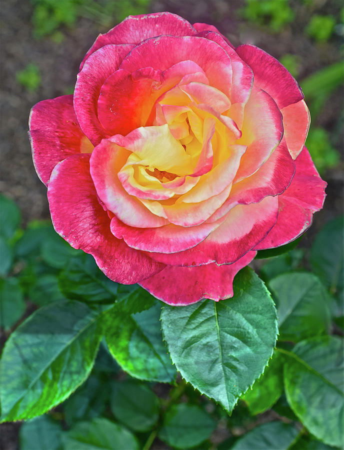 2016 Mid June at the Garden Love and Peace Hybrid Tea Rose 2 Photograph by Janis Senungetuk