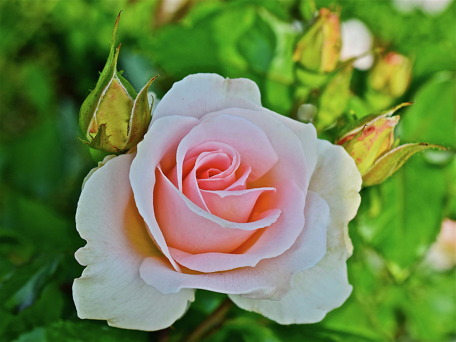 2016 Mid June Johann Strauss Floribunda Rose Photograph by Janis Senungetuk