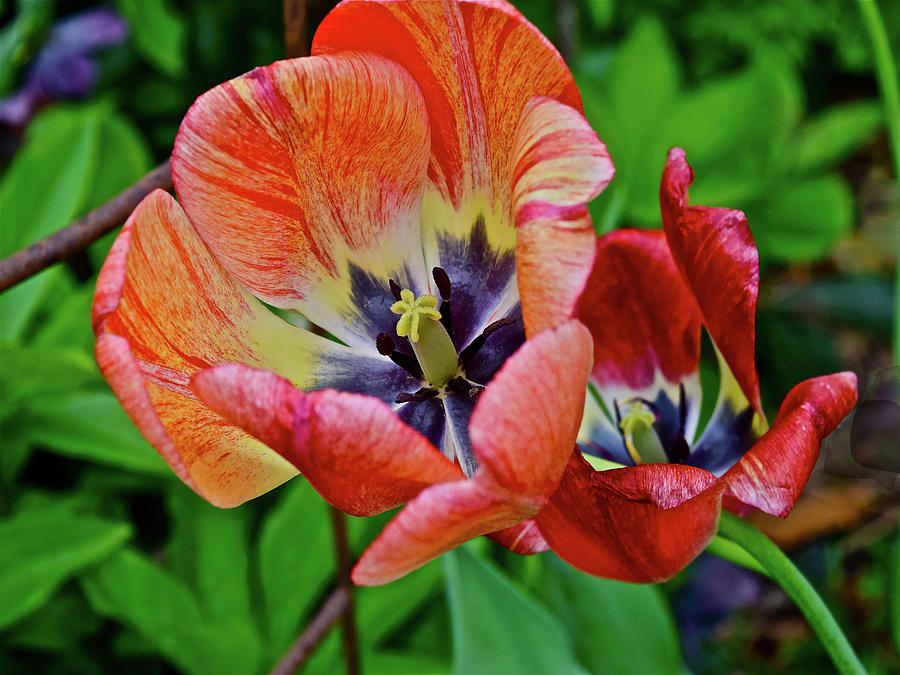 2016 Mid May Exotic Tulips 2 Photograph by Janis Senungetuk