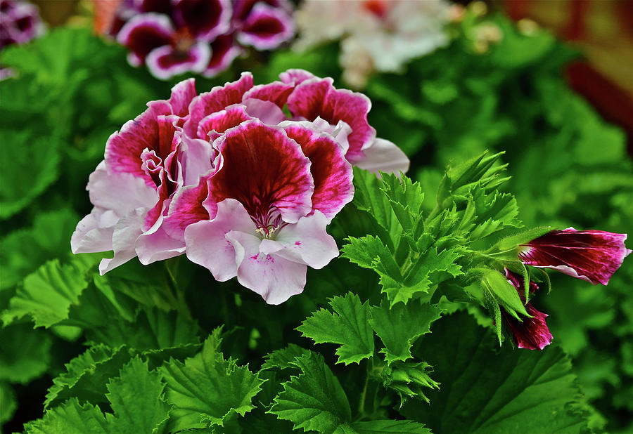 2016 Mid May Geraniums Photograph by Janis Senungetuk