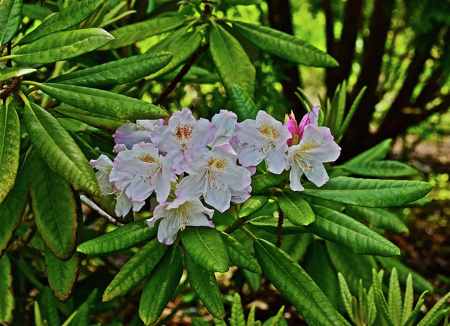 2016 Mid May Mikke Rhododendron Photograph by Janis Senungetuk